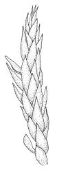 Calliergonella cuspidata, shoot, dry. Drawn from B.H. Macmillan 86/99, CHR 414194.
 Image: R.C. Wagstaff © Landcare Research 2014 
